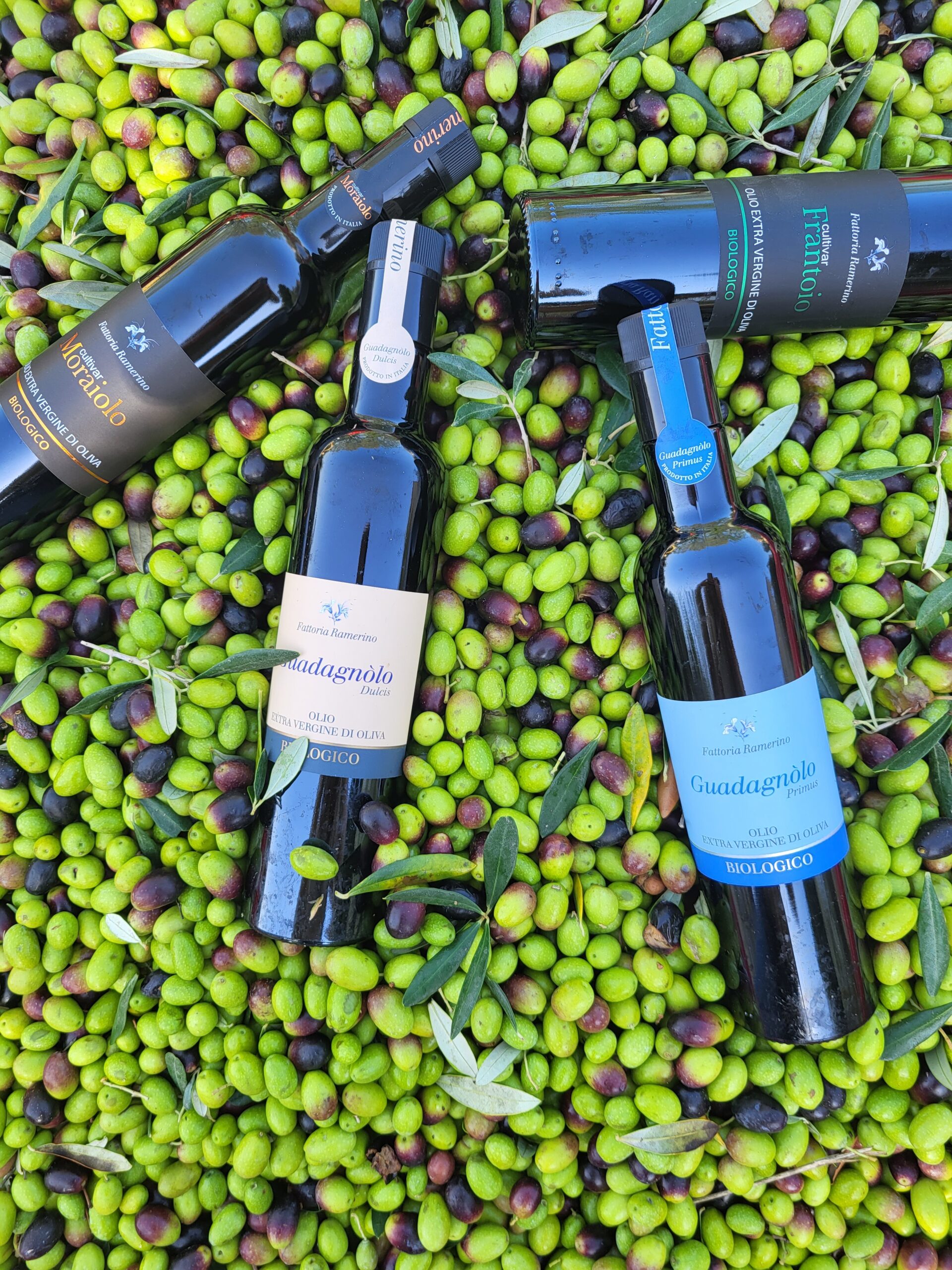 Fattoria Ramerino organic extra virgin olive oil